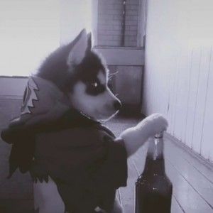 Meet your Posher, Enoch